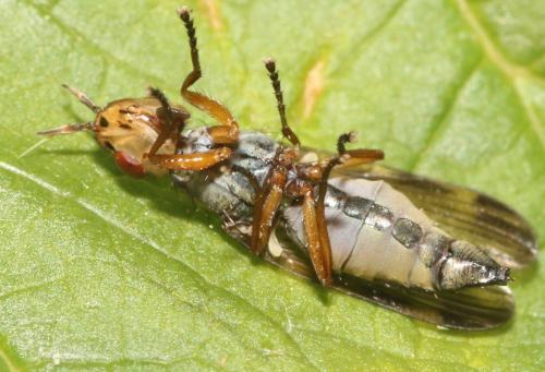 Dorycera graminum